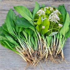15 Wild Garlic Bulbs Plants
