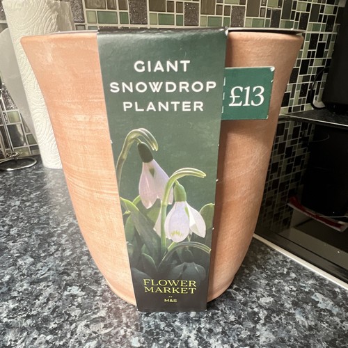 Giant snowdrop - snowdrop, (galanthus)