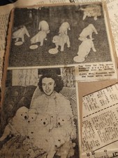 Sk236 Ephemera Picture mrs Freeman With Samoyed Puppies 
