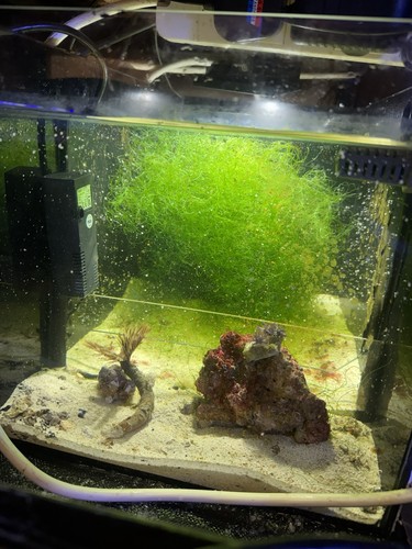 Cheato algae cheatomorpha - cheato,