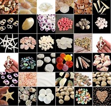 Natural beach shells seashells - shells,