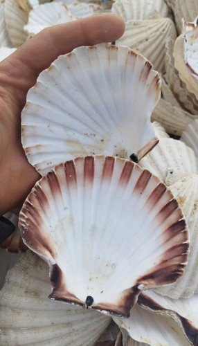 Scalops shell large - scalops, shell,