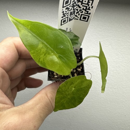 Alocasia venom aurea - venom,
