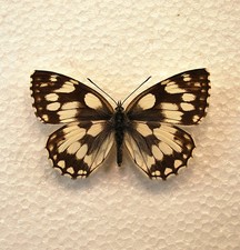 Bred. Yorkshire Marbled White Butterfly  /Lepidoptera/ Insects/ Taxidermy