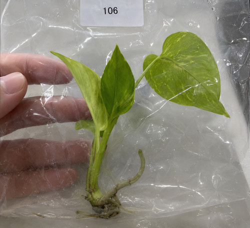 Monstera deliciosa lime - monstera,