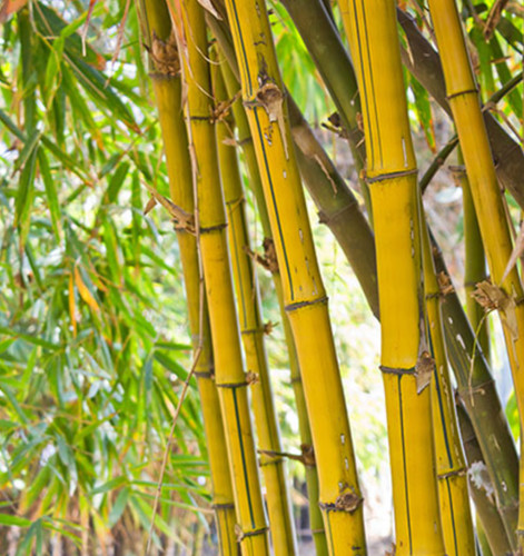 9cm pots yellow bamboo - 9cm,