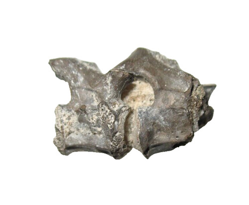 Permian fossil richards spur - permian,