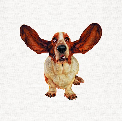 Dog basset hound - basset,