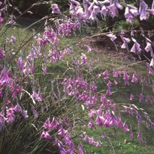 Angel fishing rod perennials - fishing,