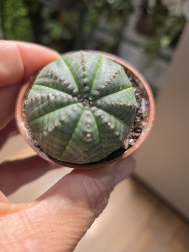 Baseball plant euphorbia - plant, 'euphorbia