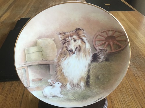 Shetland sheepdog kitten - shetland,