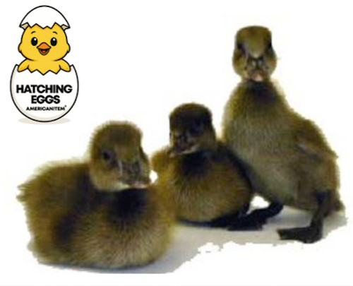 Dozen purebred fresh - 15,