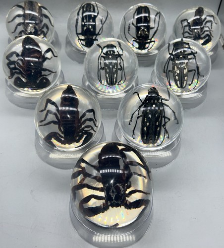 Entomology collection joblot - joblot, x