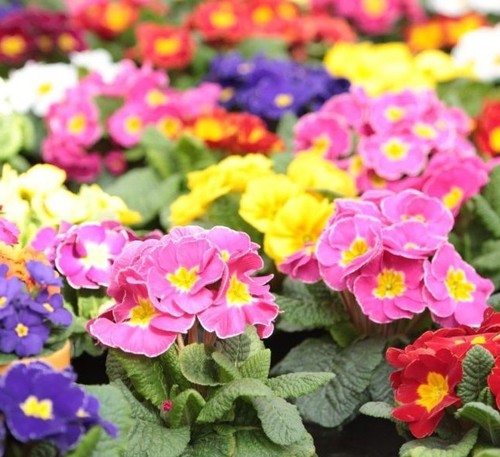 Plugs not mini primula - plugs,