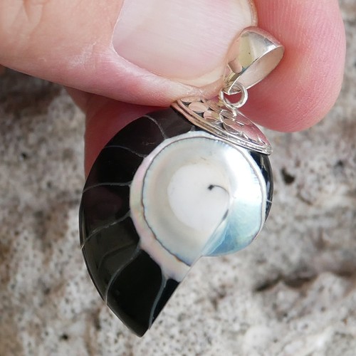 Small black nautilus shell - small,