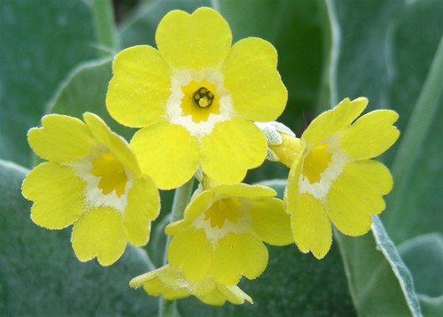 Primula auricula seeds - 50,