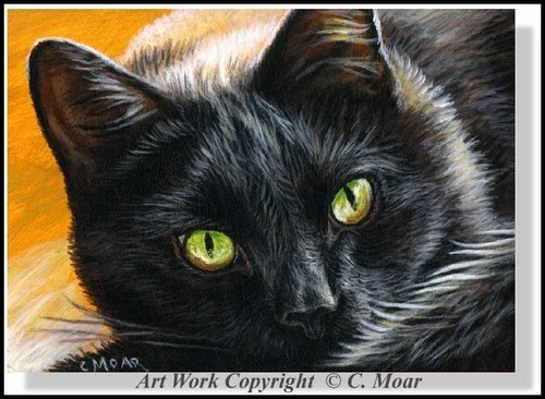 Black cat beautiful dreamy - black,