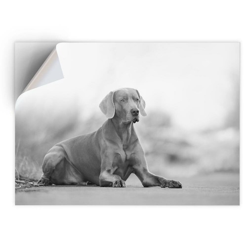 Vinyl sticker bw - vinyl,