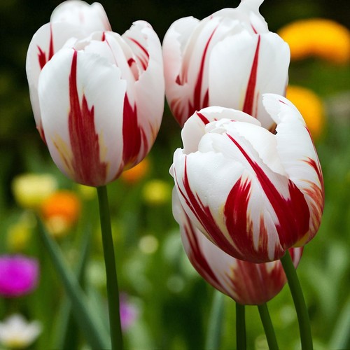 Tulip happy generation - happy,
