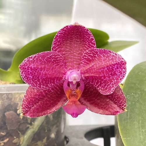 Phalaenopsis mituo king big - phalaenopsis, ‘big