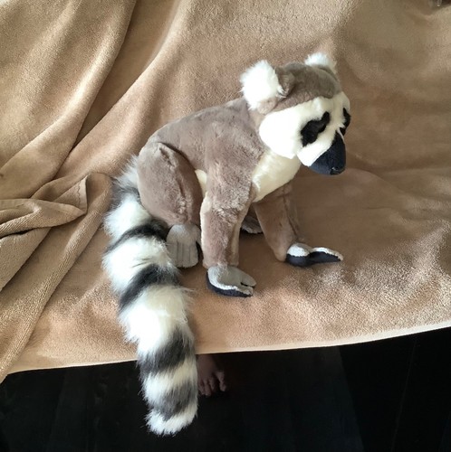 Madagascar ring tailed - madagascar, ring-tailed