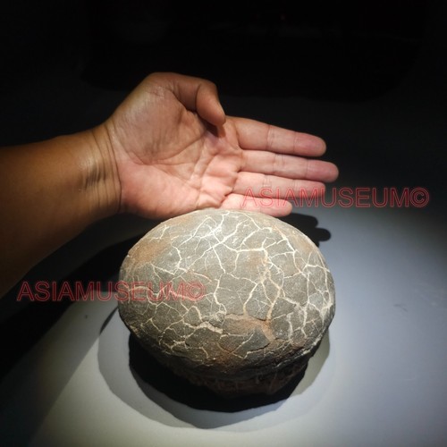 Dinosaur egg nest dendrolithus - dinosaur,