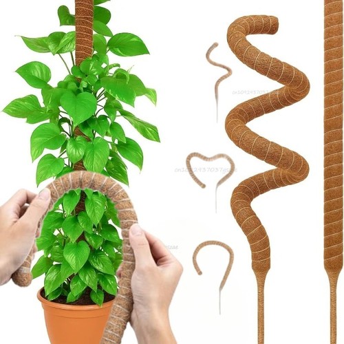Bendable moss pole plant - moss,