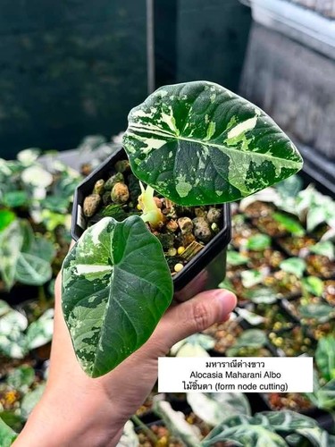 Alocasia maharani albo