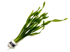 Vallisneria Asiaticia "Corkscrew" Vallis Bunch Live Aquarium Aquatic Plants