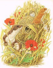Weasel Harvest Mouse Mice