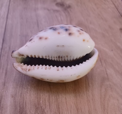 Cowrie shell beautiful - cowrie,