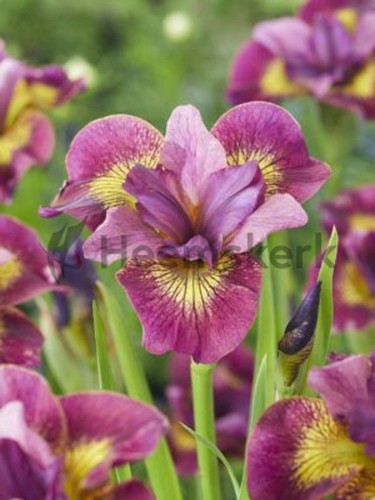 Siberian iris ruby gold - gold,
