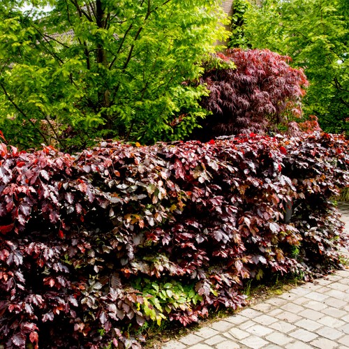 Copper purple beech hedging - 10,