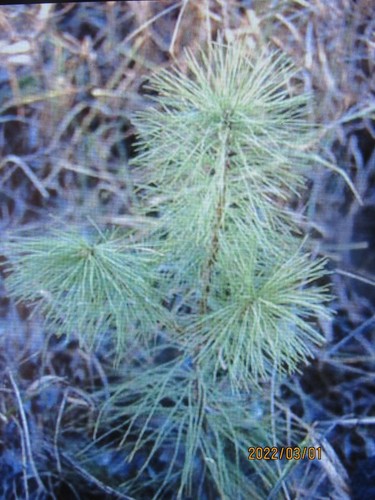 Fall sale white pine - !,