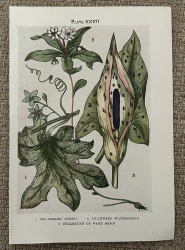 Antique print bryony - antique,