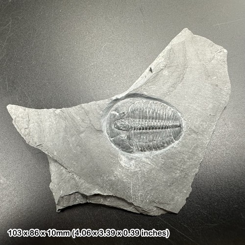 Elrathia kingi trilobite - kingi,
