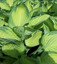 hosta bare roots plants