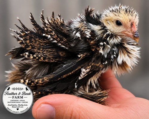 Hatching eggs smooth - 12,