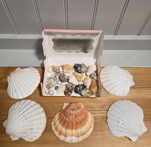Large scallop shells - 5,