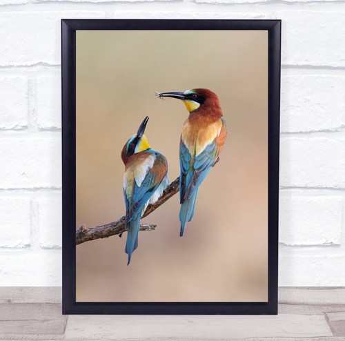 Bee eater birds - bee-eater,