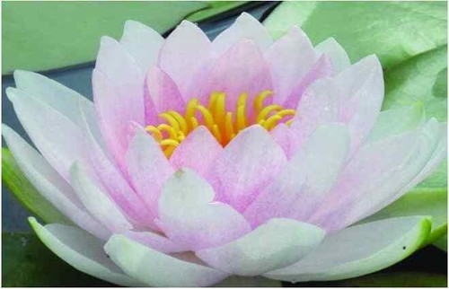 Hollandia water lily - ,