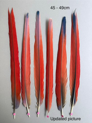 Parrot macaw feather crafts - macaw,