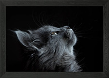 Beautiful Kitten Framed Wall