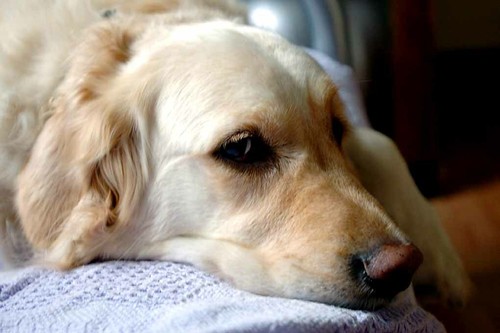 Golden retriever dog - golden,