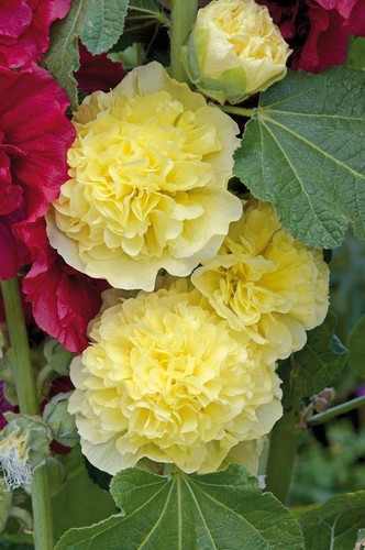 Hollyhock chater double - chater's,