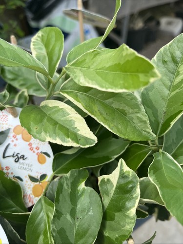 Citrus lemon variegated - -, 9cm