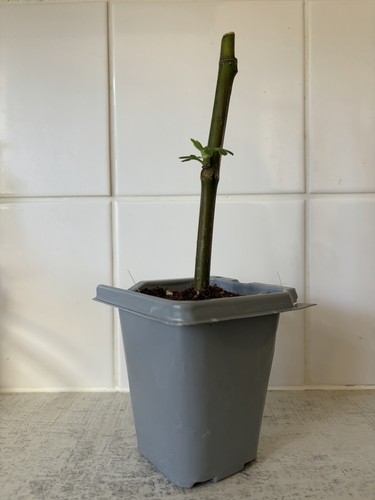 Extra thick rooted fig - extra,