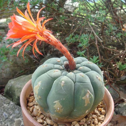 Matucana madisoniorum - matucana,