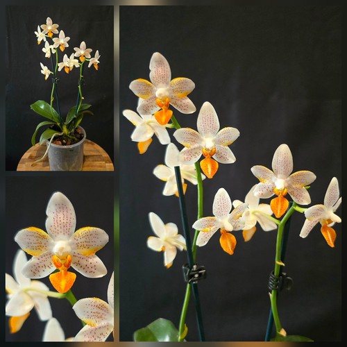 Mini phalaenopsis mark - phalaenopsis, "mini