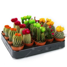 Mini Disco Cactus Mix House /